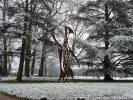 <b><i>Er wirft sich in die Brust</i></b>